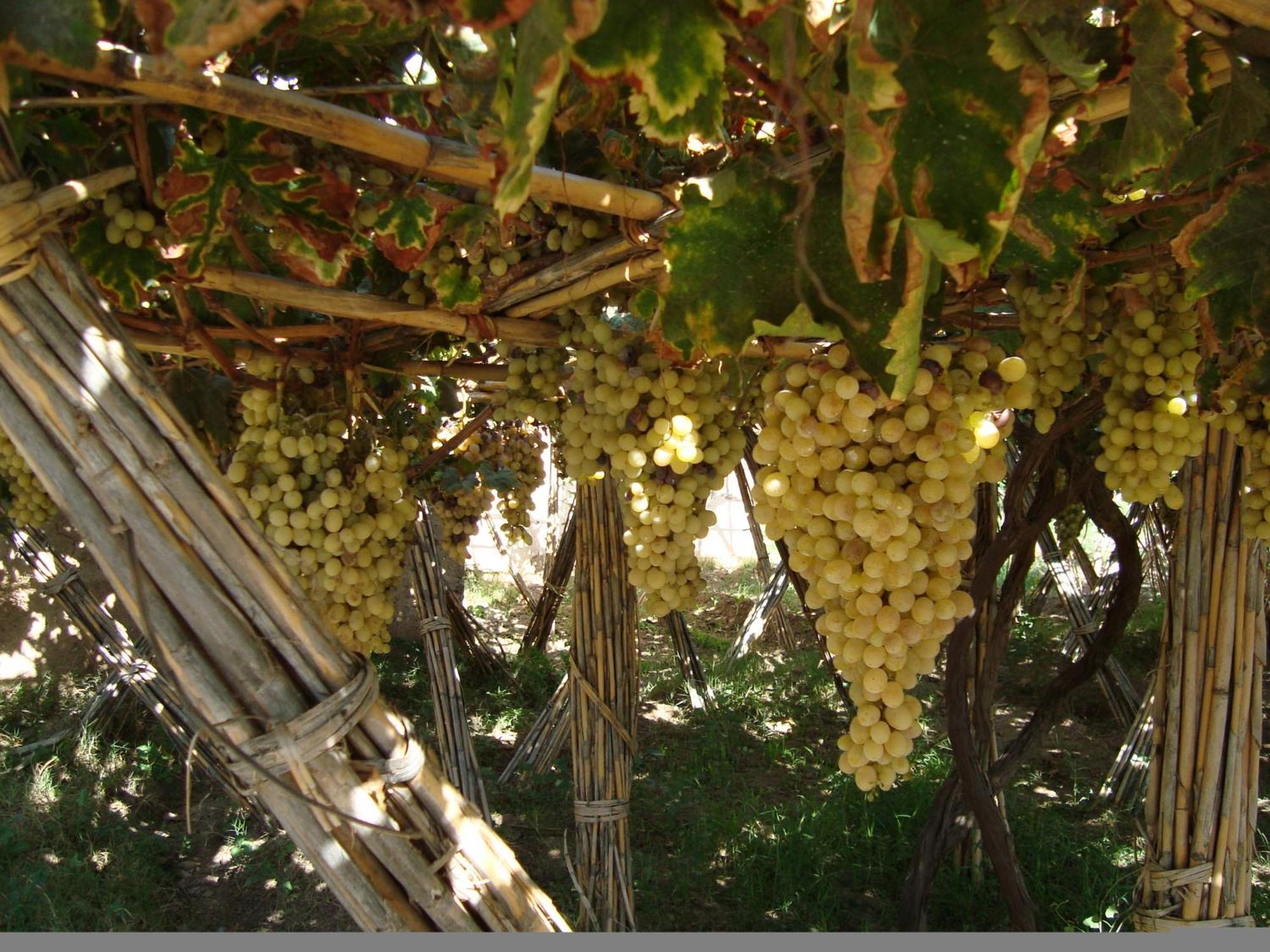 Jnane Tihihit Bed & Breakfast Lalla Takerkoust Dış mekan fotoğraf